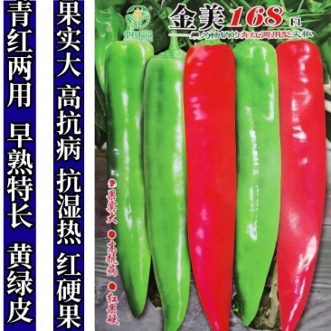 高品质!青红两用型尖椒种子辣椒种子早熟黄绿皮特高产基地