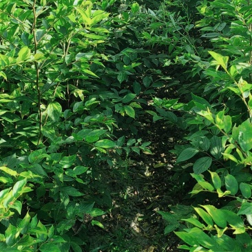 朴树小苗50-100公分高朴树苗一年朴树小苗