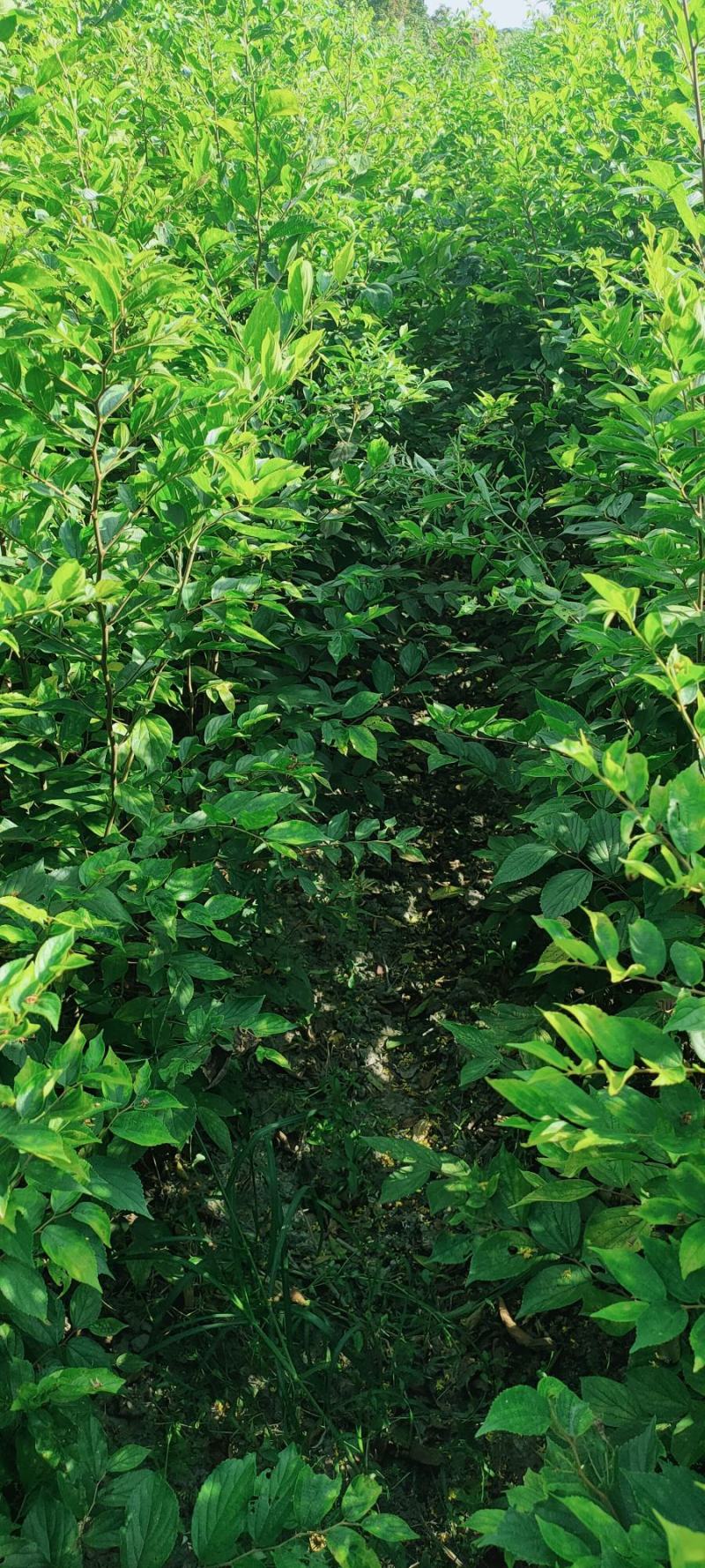 朴树小苗50-100公分高朴树苗一年朴树小苗