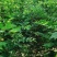朴树小苗50-100公分高朴树苗一年朴树小苗