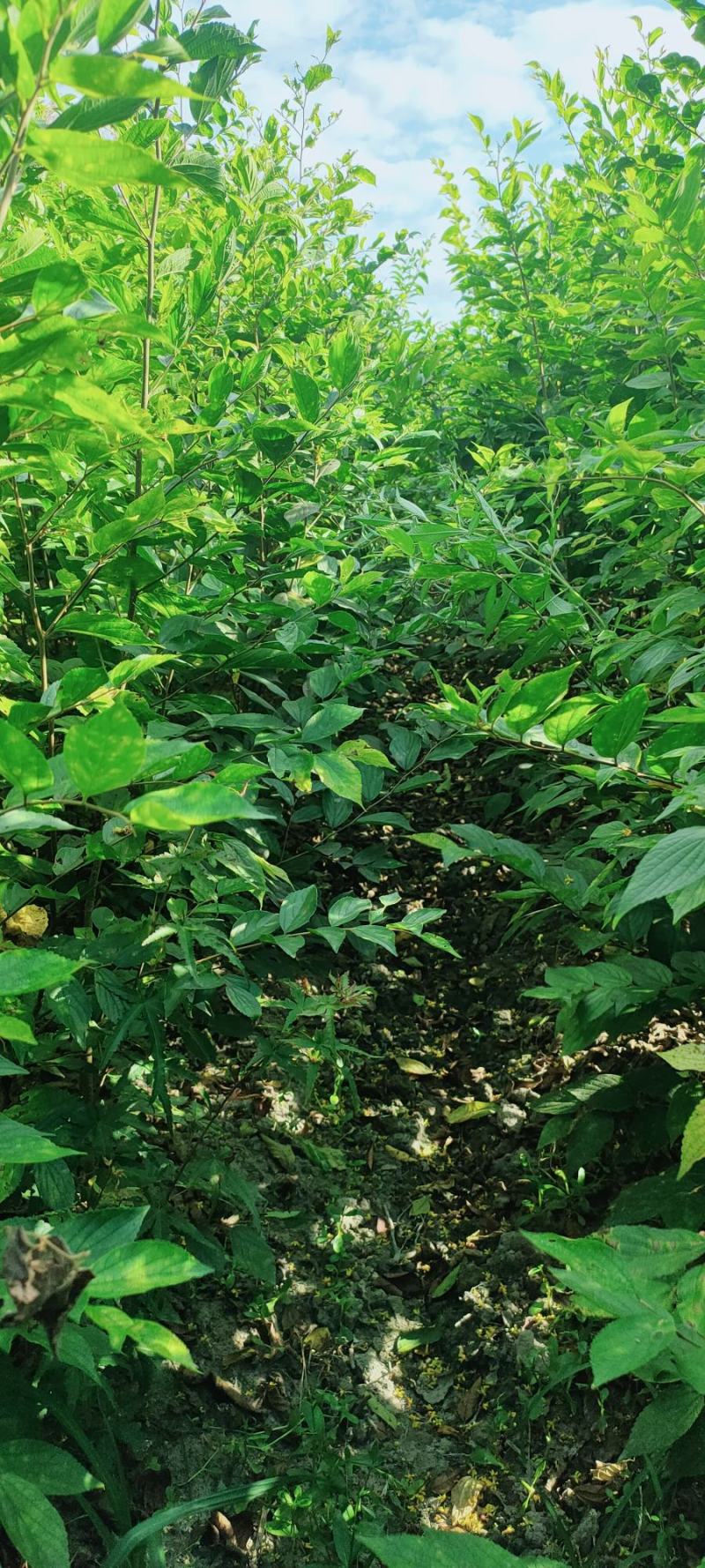朴树小苗50-100公分高朴树苗一年朴树小苗