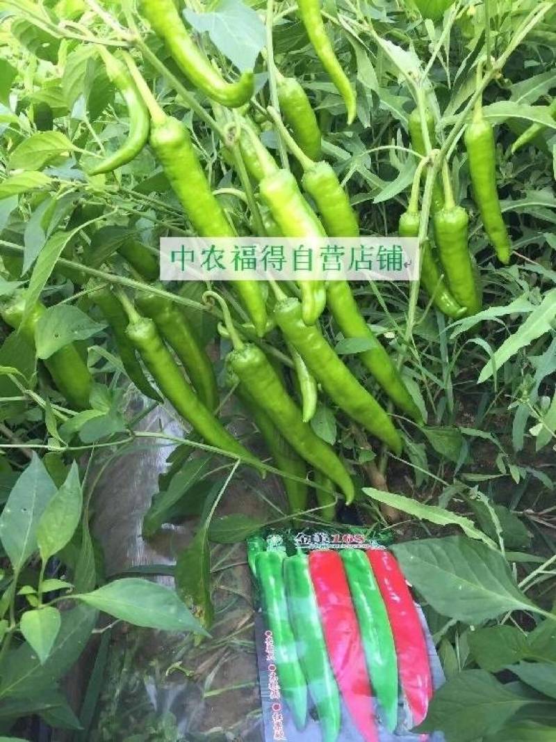 高品质！青红两用型尖椒种子辣椒种子早熟黄绿皮特高产基地