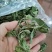 薄荷叶全干薄荷叶茶食用薄荷叶泡水泡茶清凉提神无硫无添