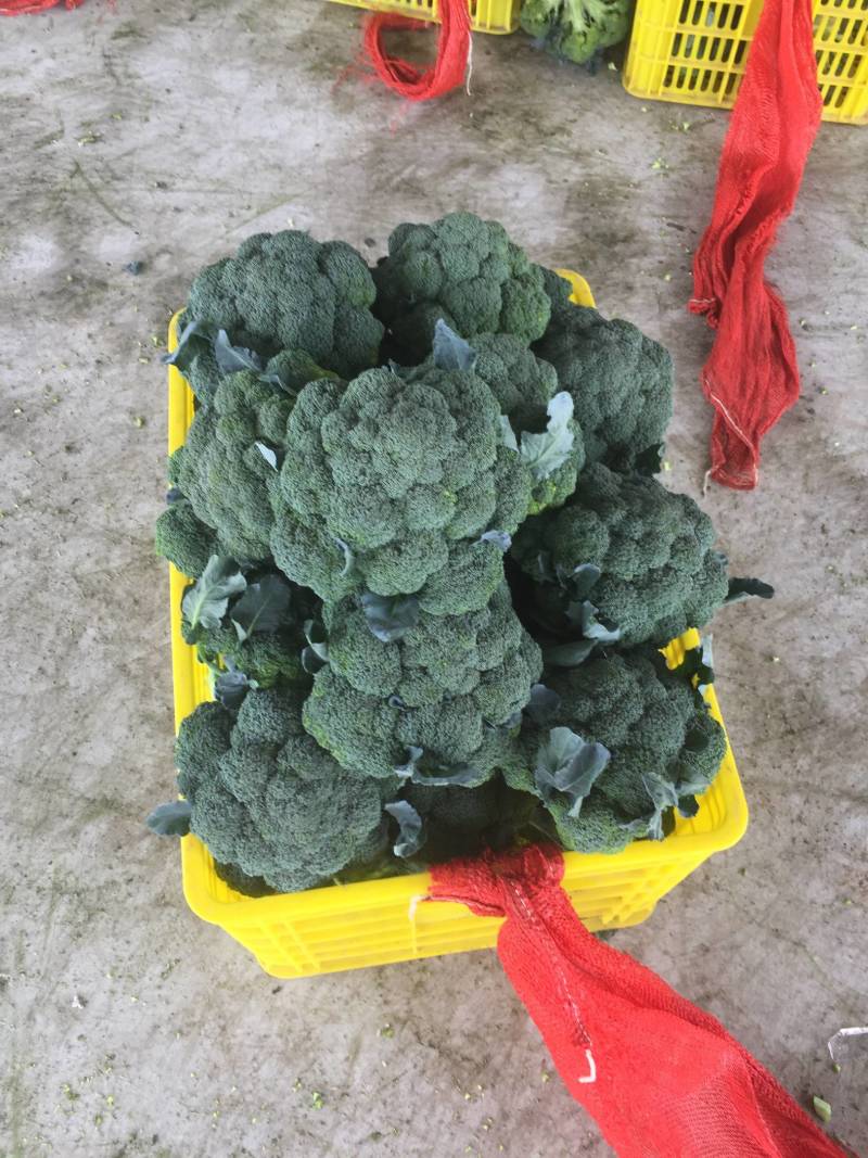 三原县秋季西兰花以大量上市