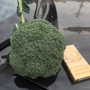 三原县秋季西兰花以大量上市