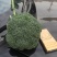 三原县秋季西兰花以大量上市