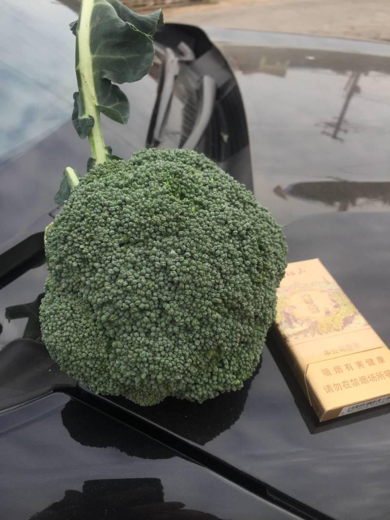 三原县秋季西兰花以大量上市