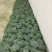 三原县秋季西兰花以大量上市
