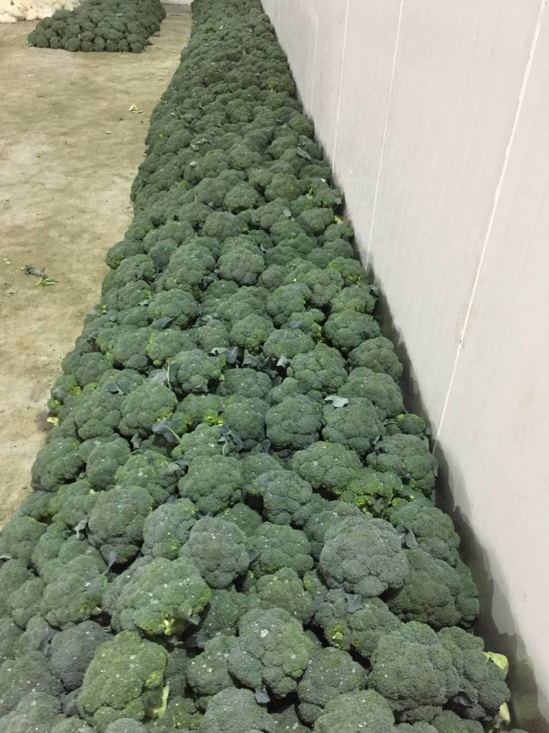 三原县秋季西兰花以大量上市