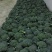 三原县秋季西兰花以大量上市