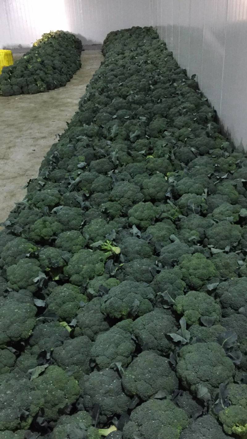 三原县秋季西兰花以大量上市