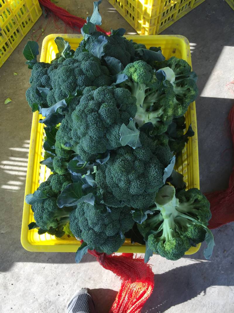 三原县秋季西兰花以大量上市