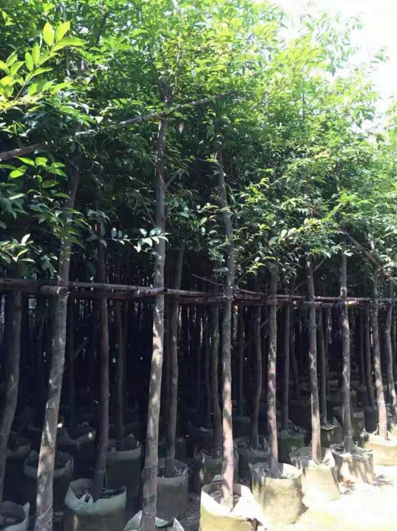 天竺桂12公分到20公分，腾地处理了