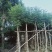 大量出售5-20公分蓝花楹，价格美丽，货源充足