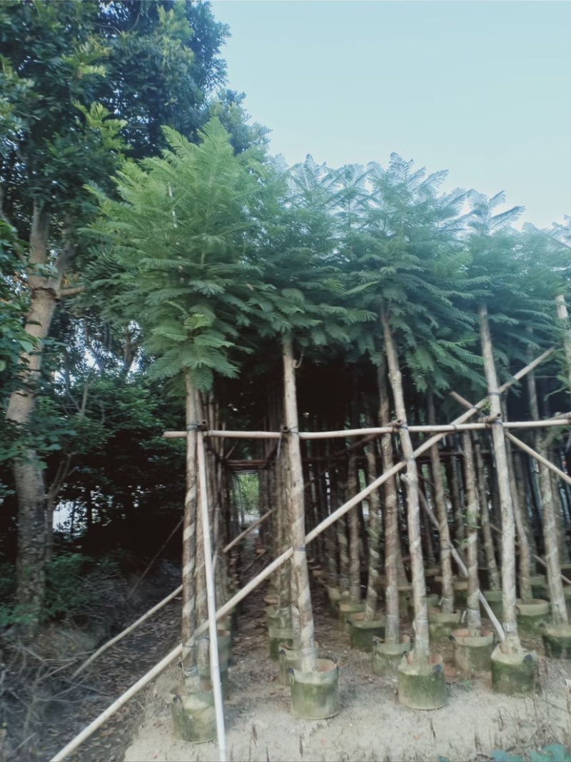 大量出售5-20公分蓝花楹，价格美丽，货源充足