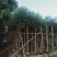 大量出售5-20公分蓝花楹，价格美丽，货源充足