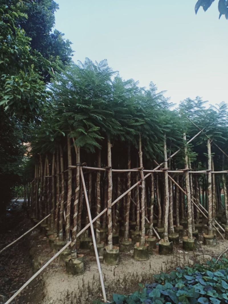 大量出售5-20公分蓝花楹，价格美丽，货源充足