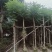 大量出售5-20公分蓝花楹，价格美丽，货源充足