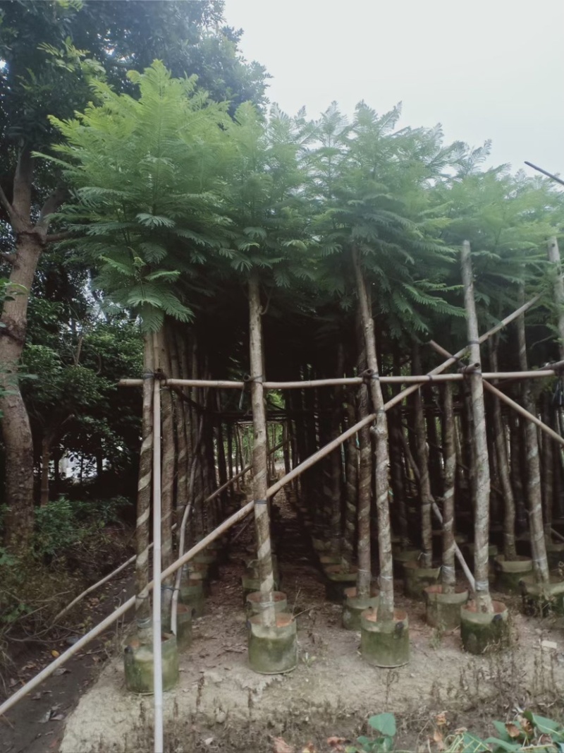 大量出售5-20公分蓝花楹，价格美丽，货源充足