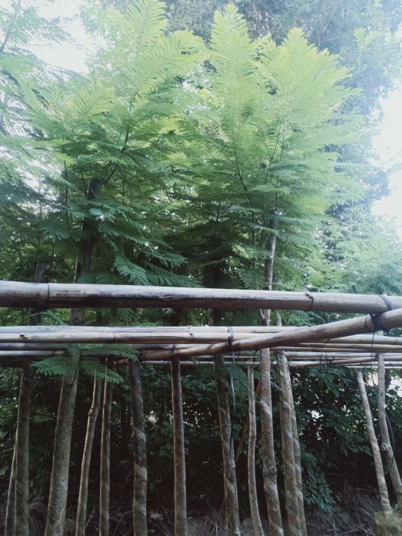 大量出售5-20公分蓝花楹，价格美丽，货源充足
