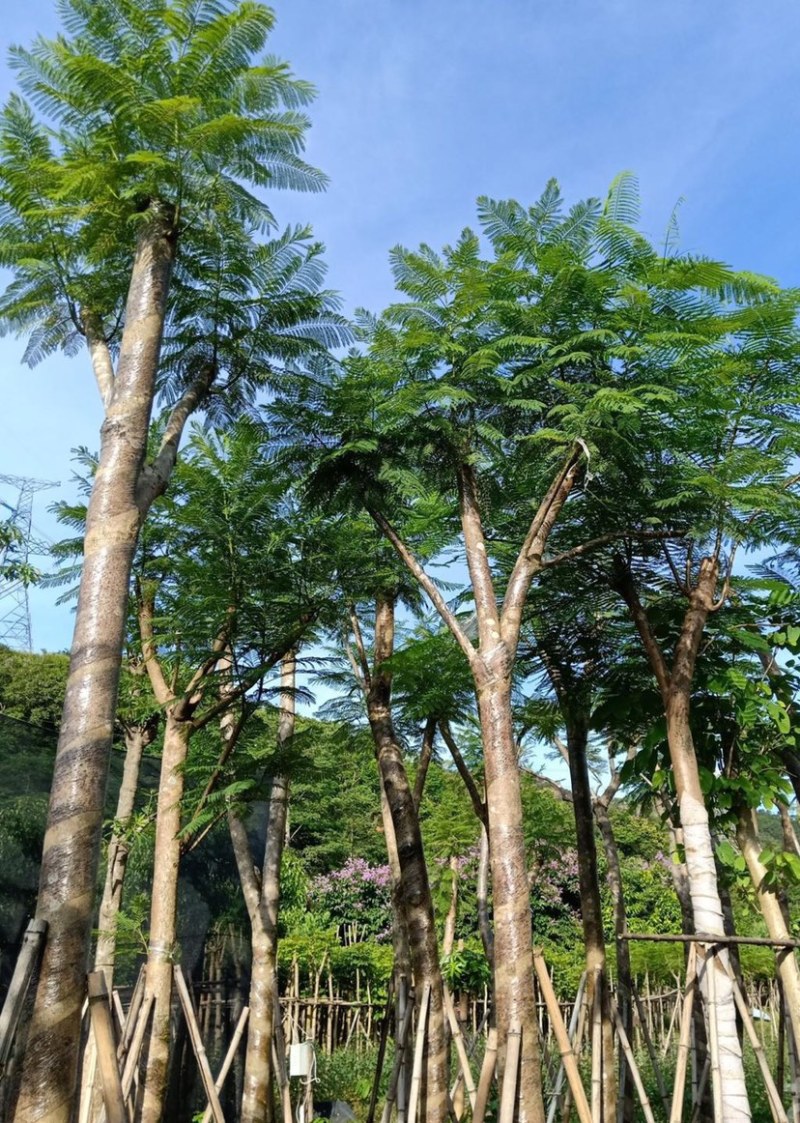 大量出售5-20公分蓝花楹，价格美丽，货源充足