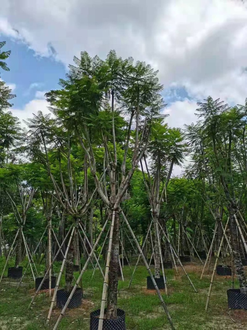 大量出售5-20公分蓝花楹，价格美丽，货源充足