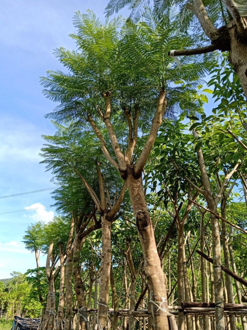 大量出售5-20公分蓝花楹，价格美丽，货源充足