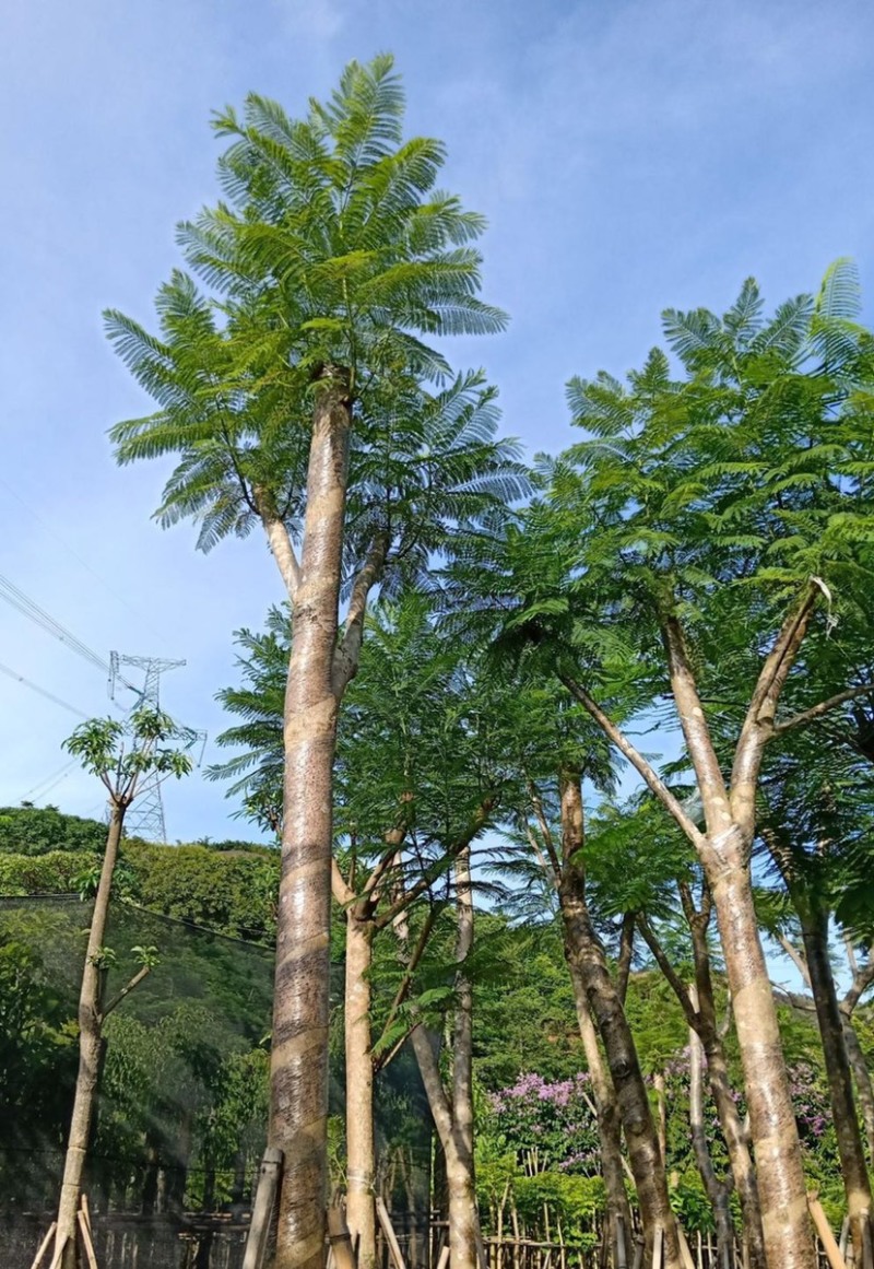 大量出售5-20公分蓝花楹，价格美丽，货源充足