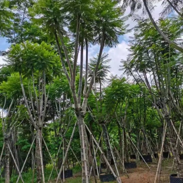 大量出售5-20公分蓝花楹，价格美丽，货源充足