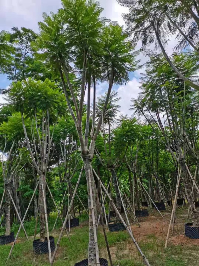 大量出售5-20公分蓝花楹，价格美丽，货源充足