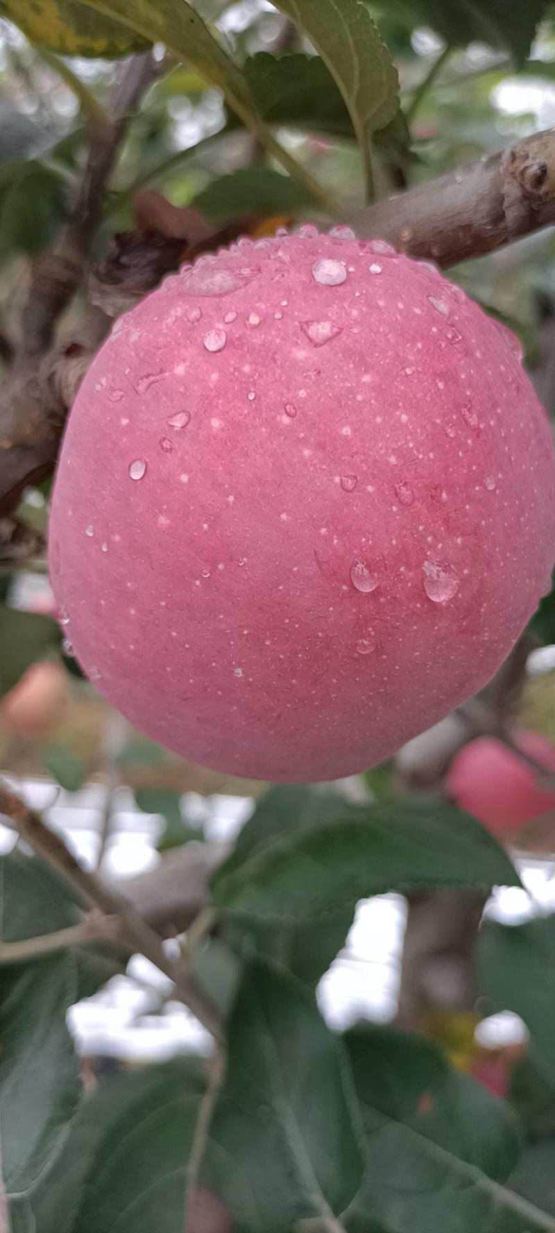 纸袋红富士苹果货量多多，产地货源，甜美可口，欢迎采购