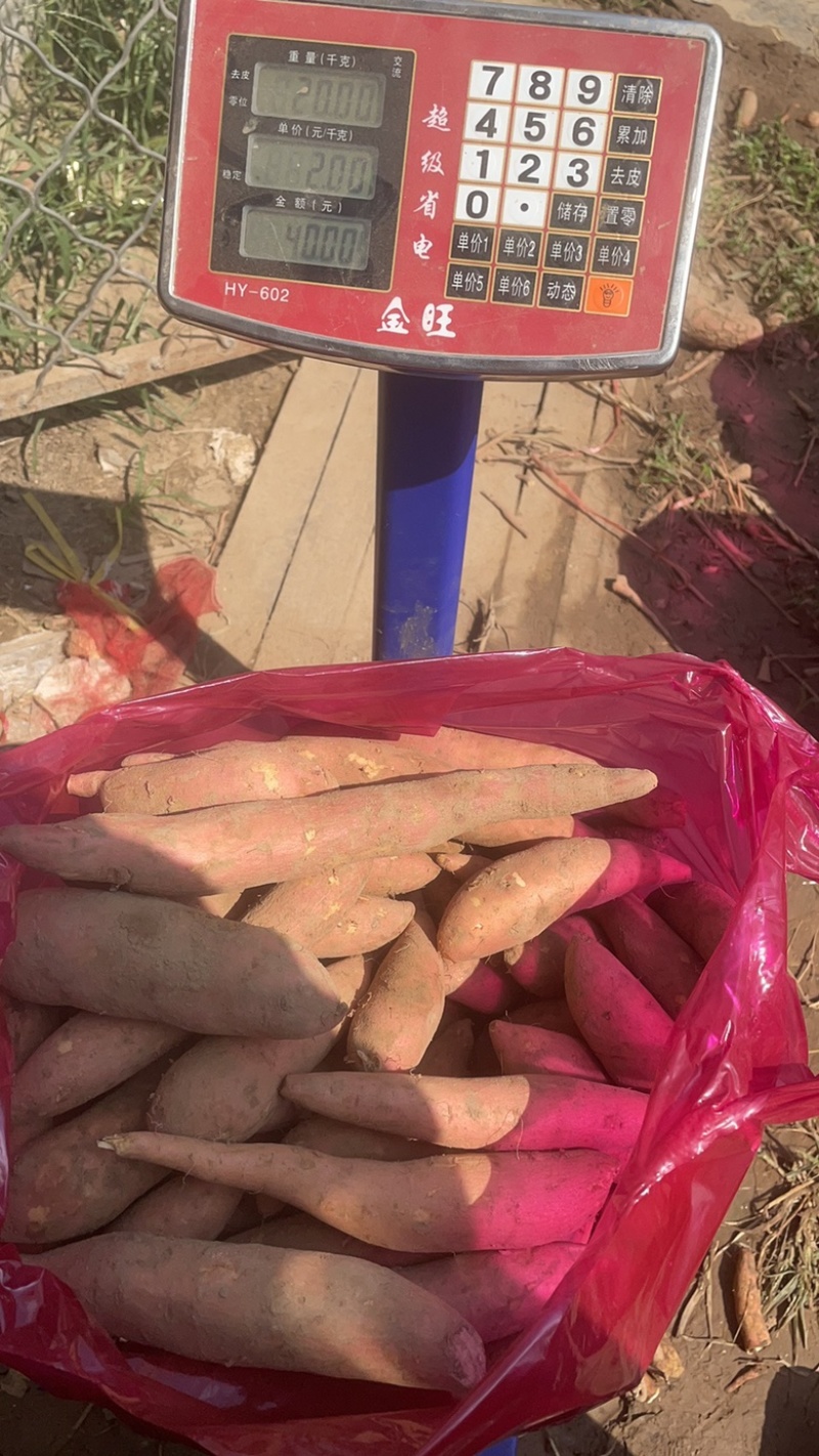 雄县红薯龙署九