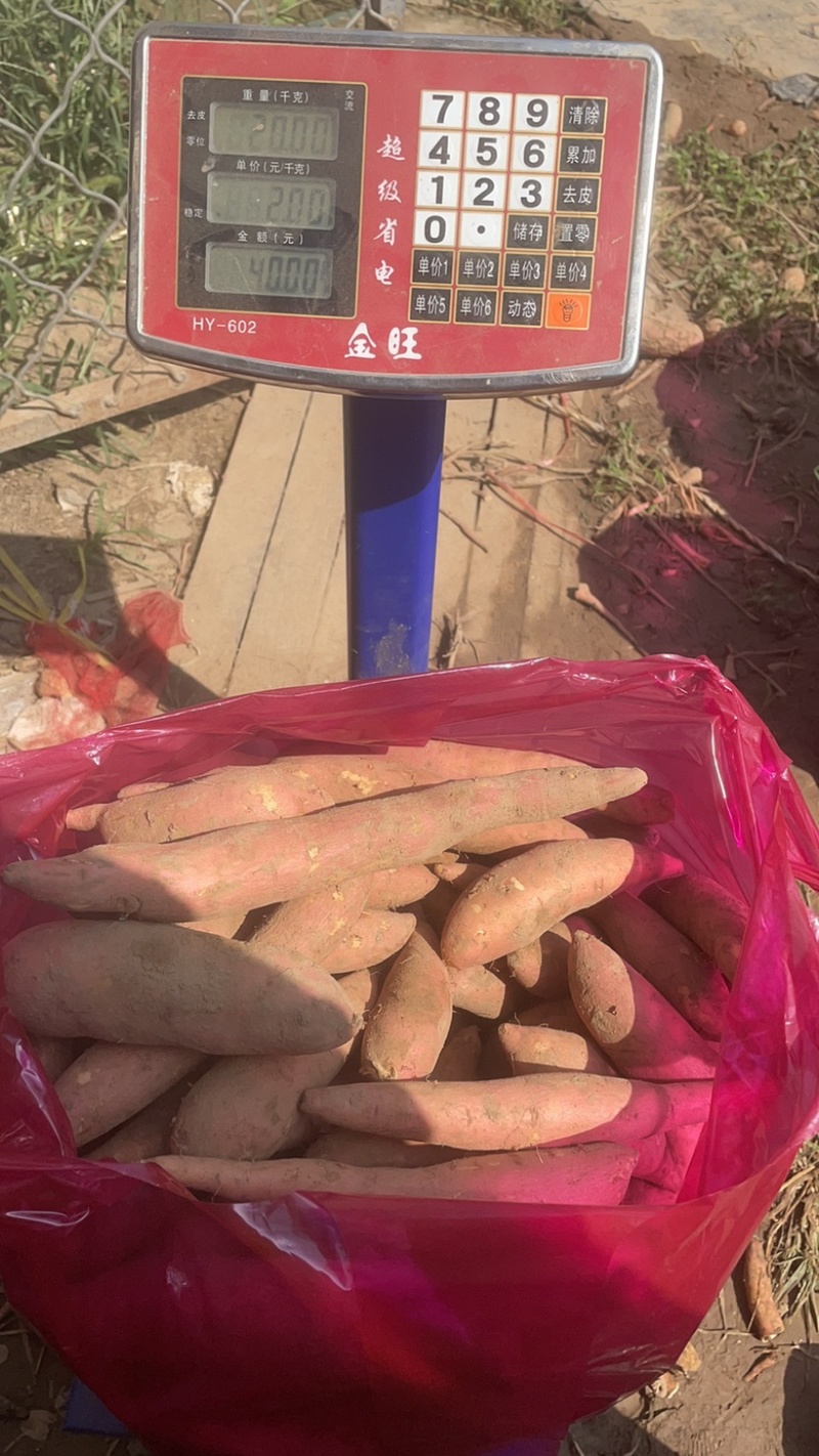 雄县红薯龙署九