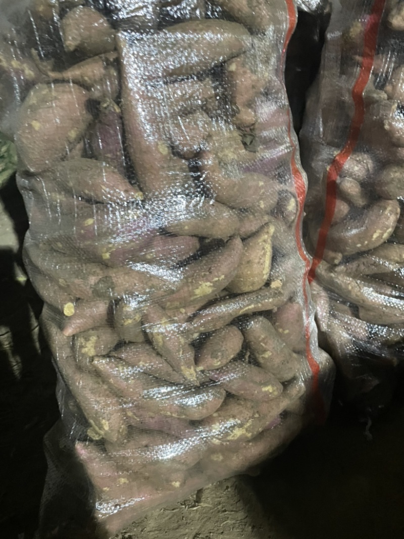 雄县红薯龙署九