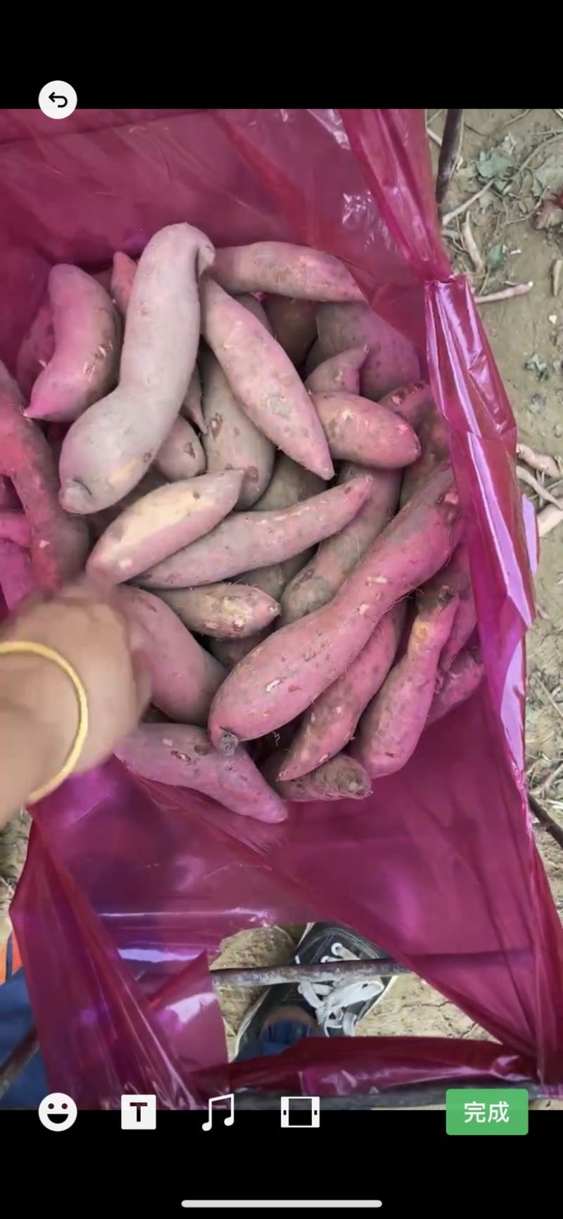 雄县红薯龙署九