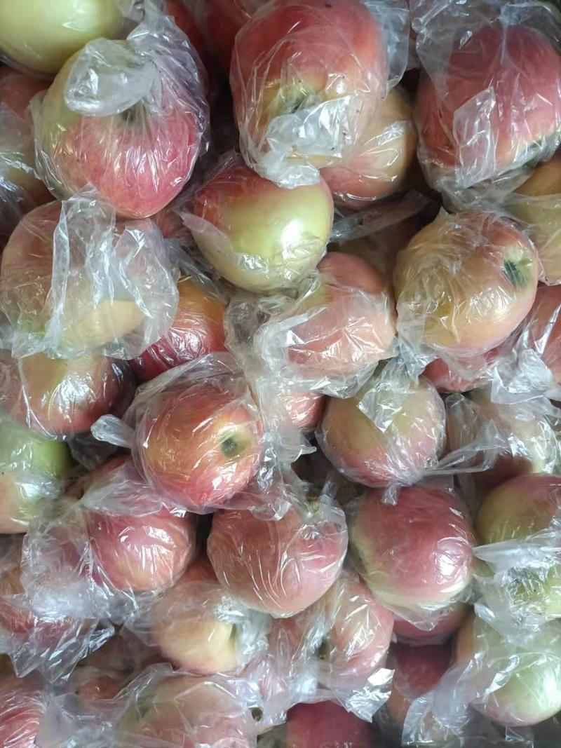 膜袋红富士苹果货量多多产地货源，甜美可口，欢迎采购