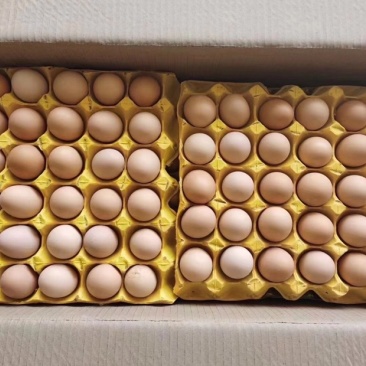 精品双色土鸡蛋，原地直发，量大价更优