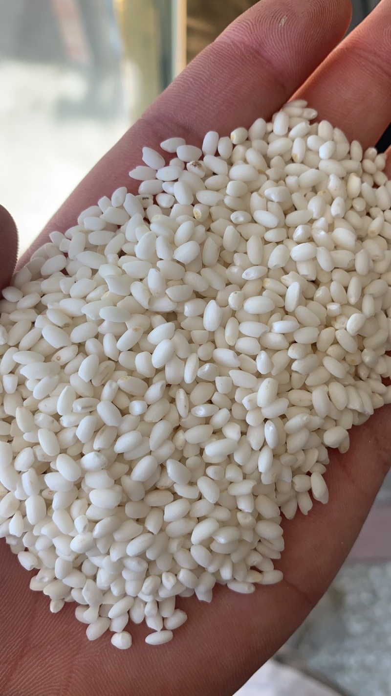 精品圆糯米，黏度十足颗粒大，生长周期长，