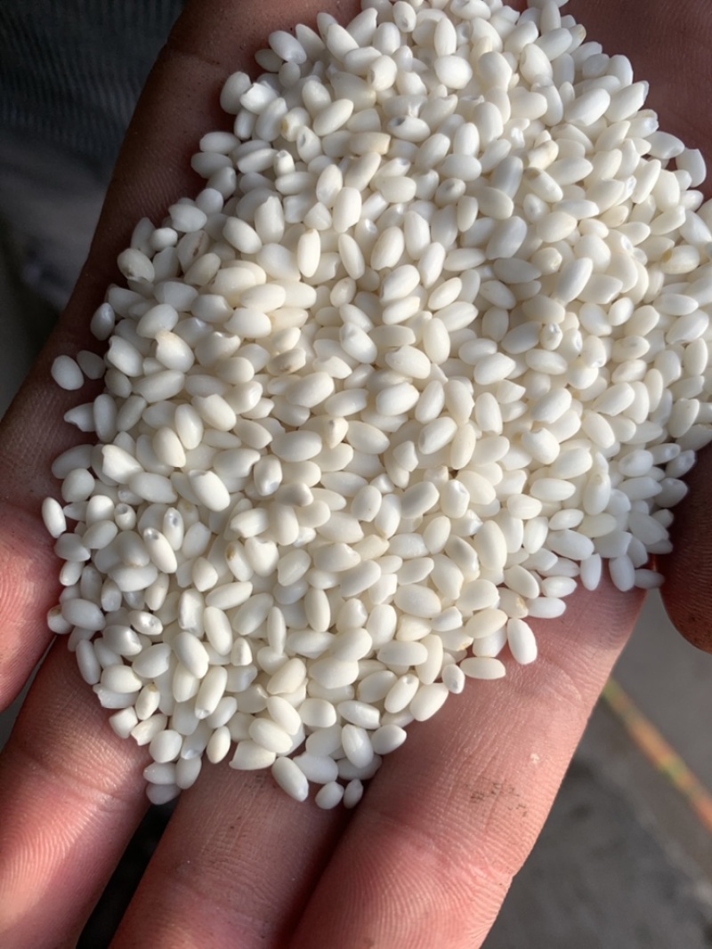 精品圆糯米，黏度十足颗粒大，生长周期长，