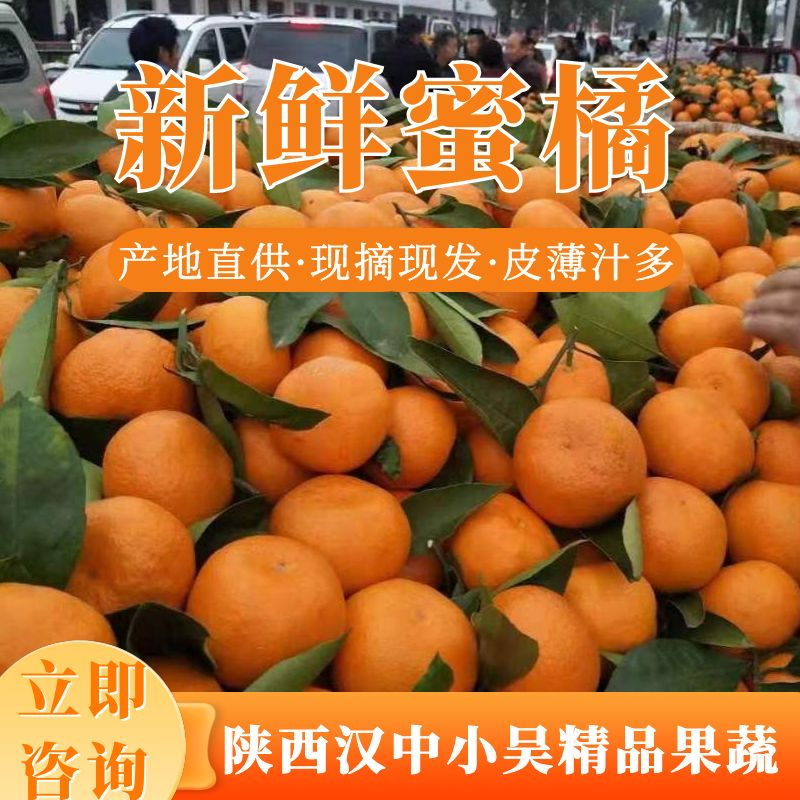 精品汉中城固蜜桔颜色鲜艳产地直供品质保证