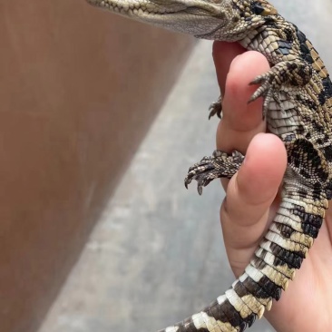 鳄鱼肉