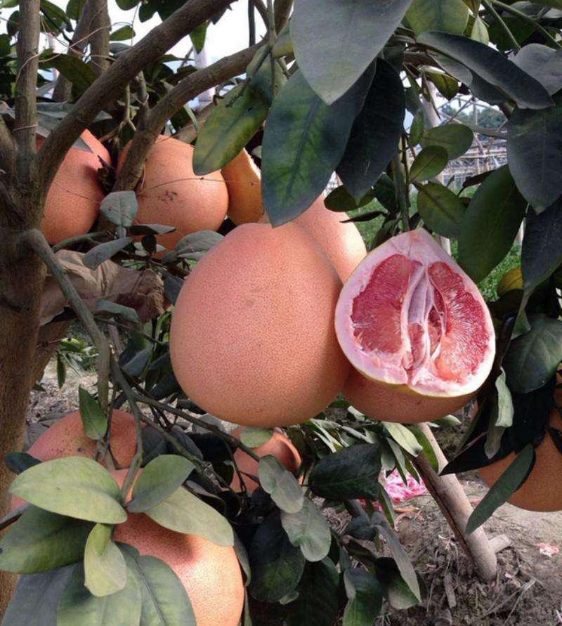 福建平和琯溪三红柚新鲜水果一件代发包邮多规格