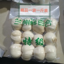 正宗兰州百合春季现挖现发自产自销品质保证
