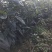 枇杷树