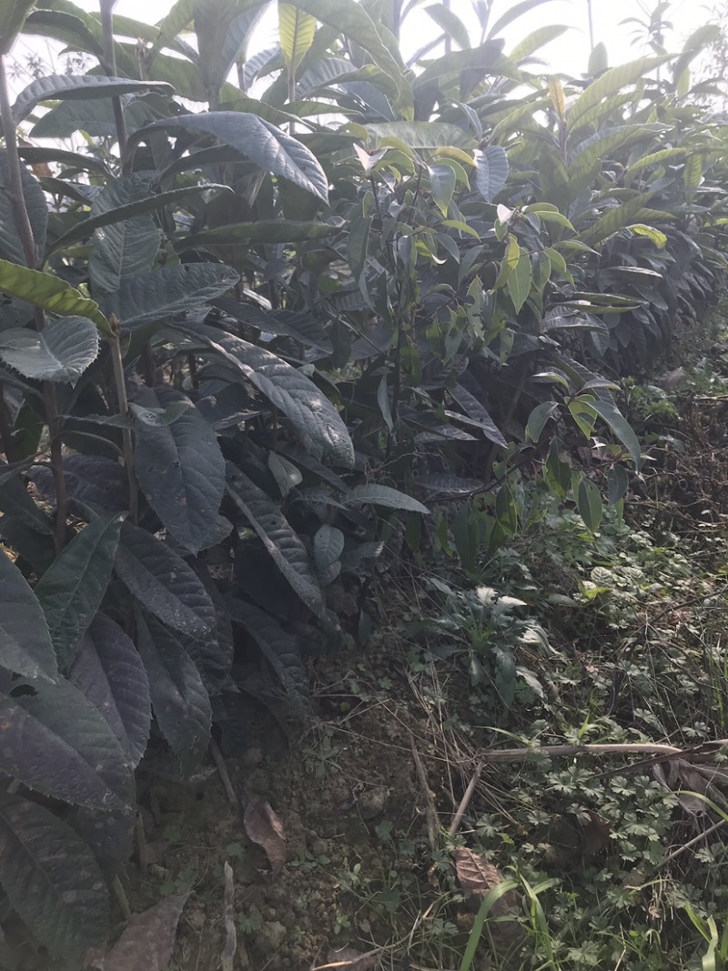 枇杷树