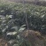 枇杷树
