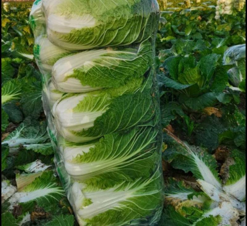 盐城东台大白菜，新鲜现货速发，欢迎老板选购