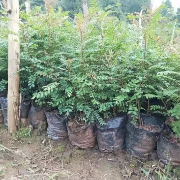 清香木杯苗