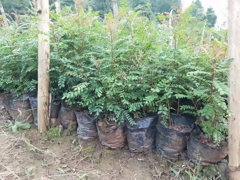 清香木杯苗