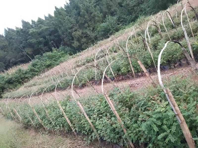 清香木杯苗